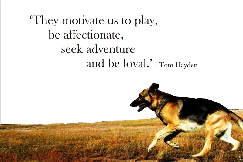 dog agility quotes